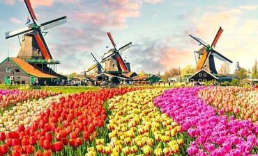 BENELUX KÖRÚT TULIPÁNVIRÁGZÁSKOR